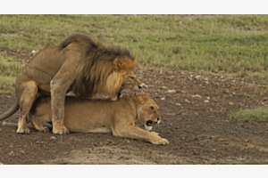 Tierisch gut Tierisch gut