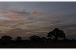 Tarangire NP, Tansania