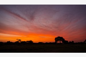 Tarangire NP, Tansania