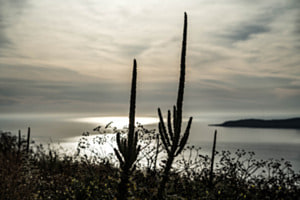 Königskerzen in der Bucht von Souda Königskerzen in der Bucht von Souda