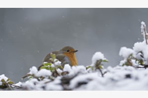 Rotkehlchen im Schnee Rotkehlchen im Schnee