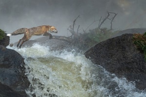 Le saut!