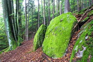 Moosfelsen