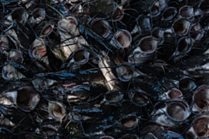 Fischers Fritz fisch frische Fische