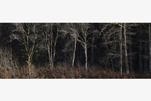 Forêt