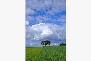 Baum im Himmel Baum im Himmel