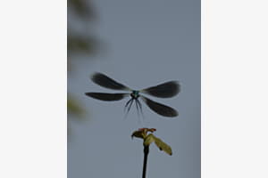 Blauflügel-Prachtlibelle