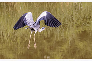Reiher beim Abflug