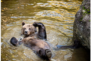 Sauwohl im Bären-Pool Sauwohl im Bären-Pool
