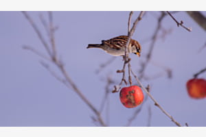 Au bord de l'arbre
