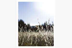 winterdays