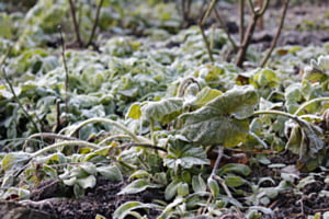 Frost