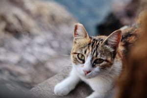 Gato de España Gato de España
