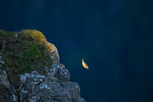 Sky Dive