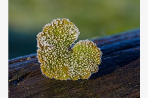 Herzblatt gefroren