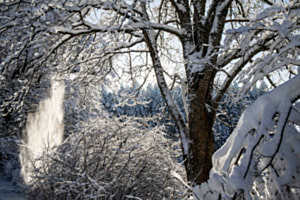 Emmentaler Winterwald