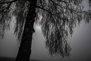 Birke im Nebel