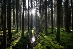 Zweisonnenwald