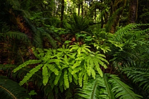 Wood