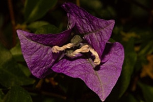 Blumen lobpreist der Herrn 