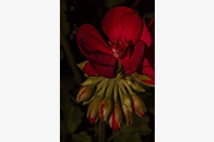 Blumen lobpreisen der Herrn 2