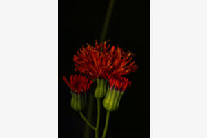 Blumen lobpreisen der Herrn
