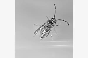Wasp