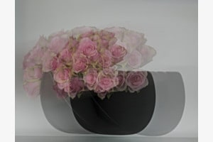 Rosen