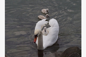 Mama ist die Beste! Mama ist die Beste!