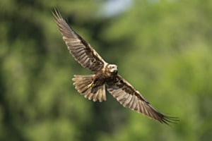 Rohrweihe mit Überblick Rohrweihe mit Überblick