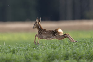Luftsprung Luftsprung