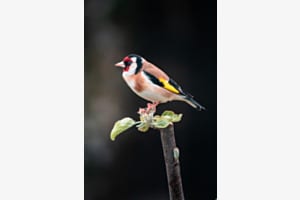 Zu bunt für den Alltag Zu bunt für den Alltag