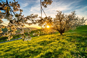 Sonnenuntergang bei den Kirschblütenbäumen