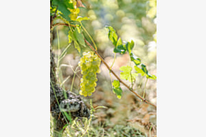 Zauberhaftes an der Weinlese