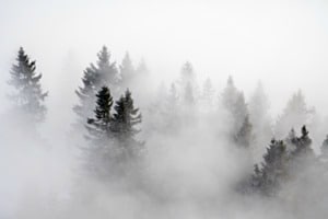 Baumspitzen im Nebelmeer