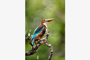 Kingfisher