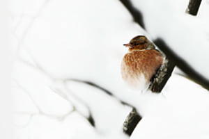 Ein Hauch von Wärme im Schnee