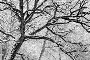 Die Handschrift des Winters