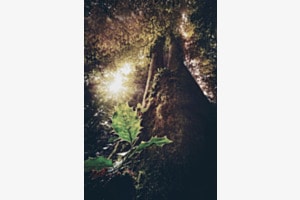 Waldgigant und kleiner Wächter Waldgigant und kleiner Wächter
