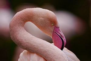 Pink Pink