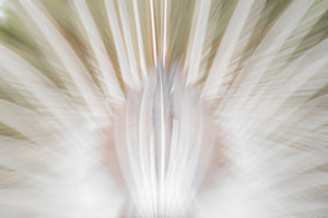 a Peacocks Back (Perspektivenwechsel)