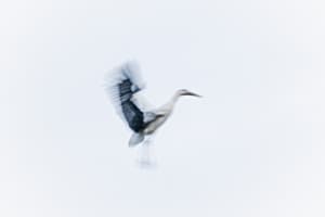 A Stork's Symphony