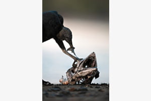 The Vulture's Feast
