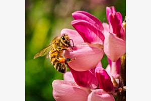 Busy Bee