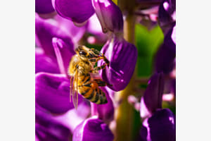 Busy Bee