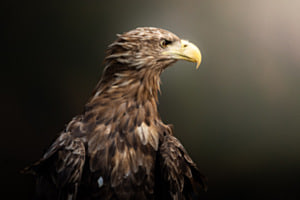 White-tailed eagle White-tailed eagle