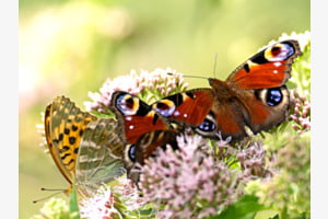 Schmetterlinge Schmetterlinge