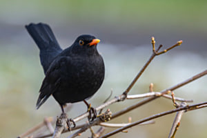 Eine Amsel auf dem Baum Eine Amsel auf dem Baum