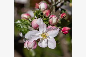 Apfelblüte - Boskop