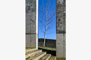 Arbre et béton Arbre et béton